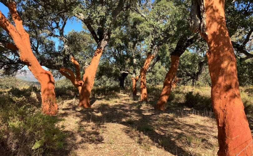 Road Cycling in Ronda Cork Forest